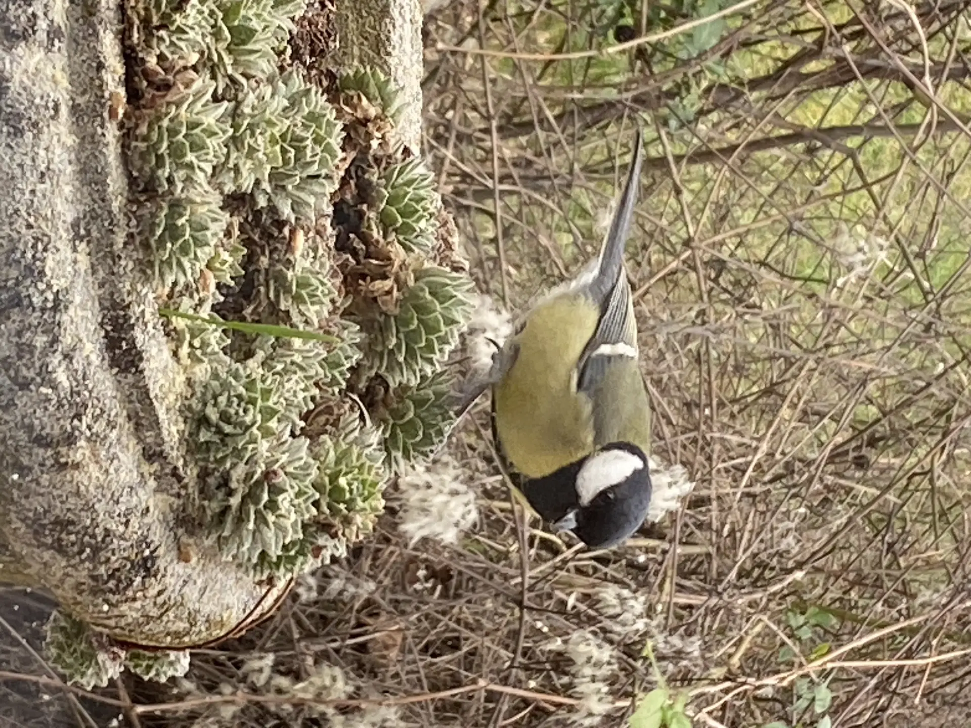 Eau et hirondelles dans un village de Provence