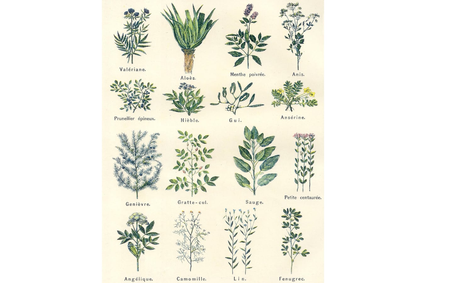 Atelier tisanes et herbes médicinales