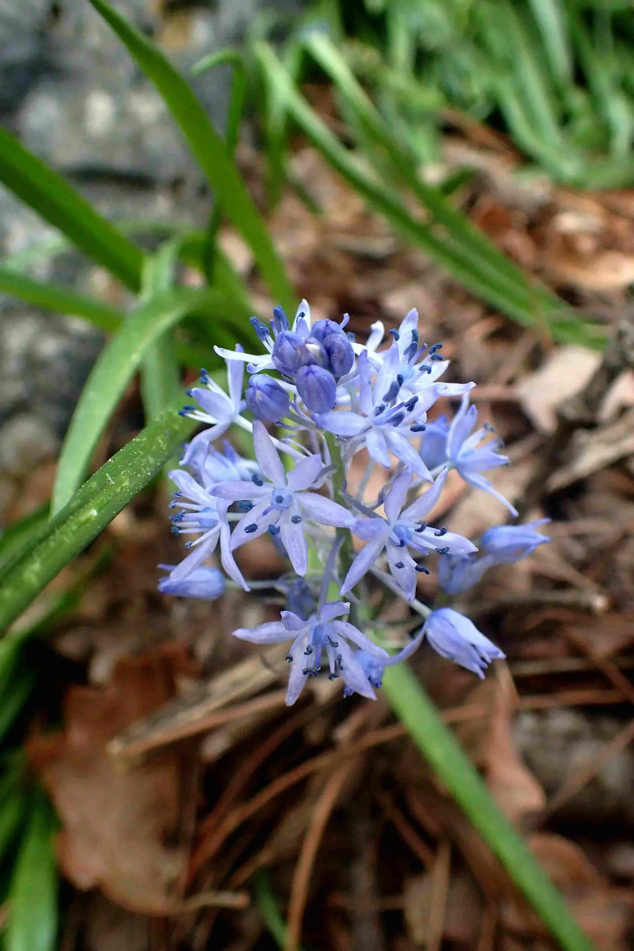 Balade botanique à Villeneuve-Loubet
