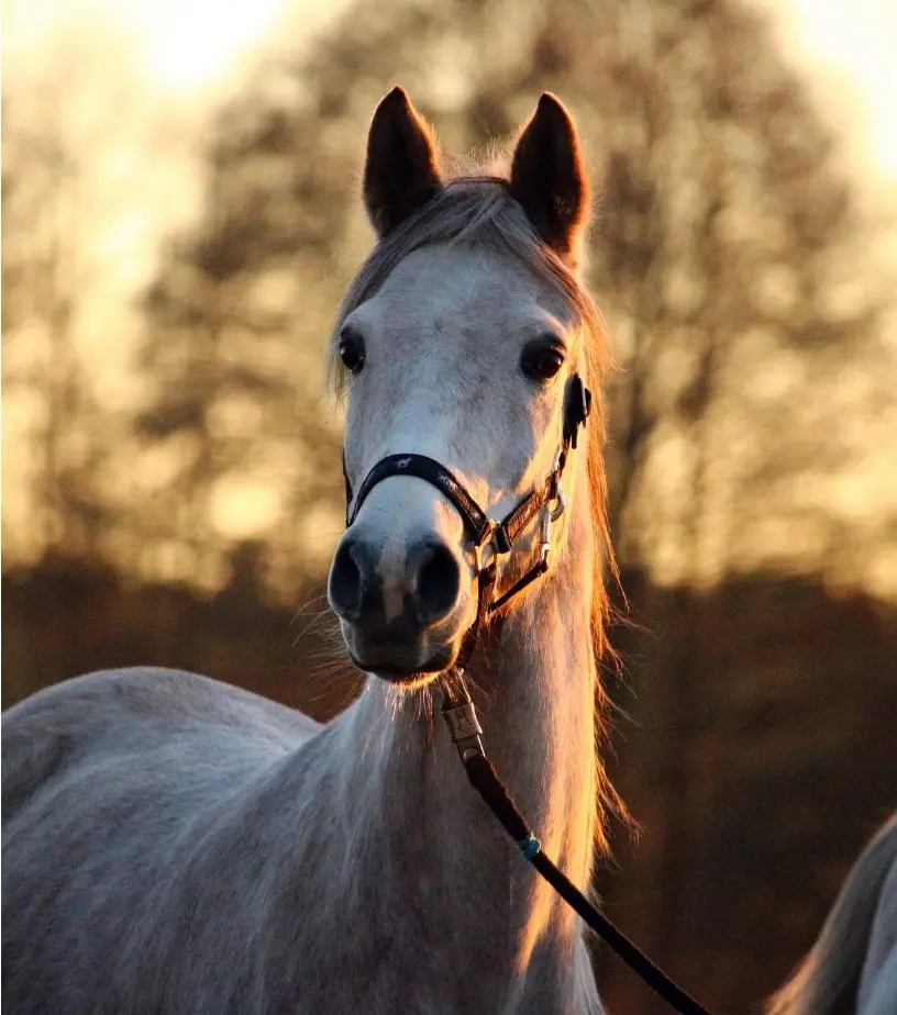 Foire aux chevaux de Bédarrides