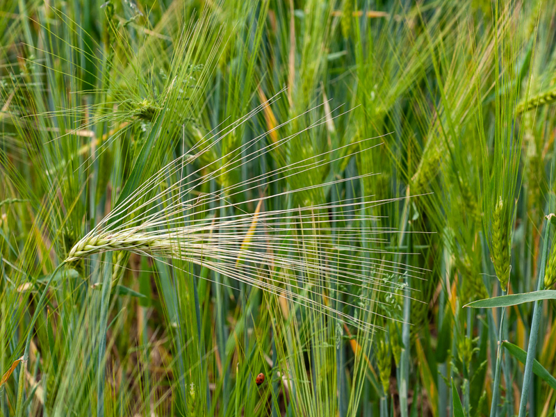 Randonnée pédestre