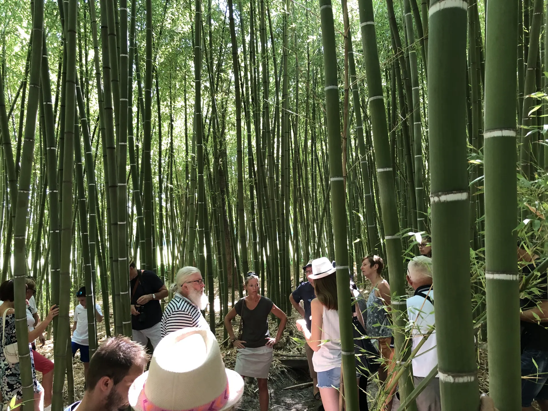 Visite de la bambouseraie de Sulauze & Découverte du foin de Crau