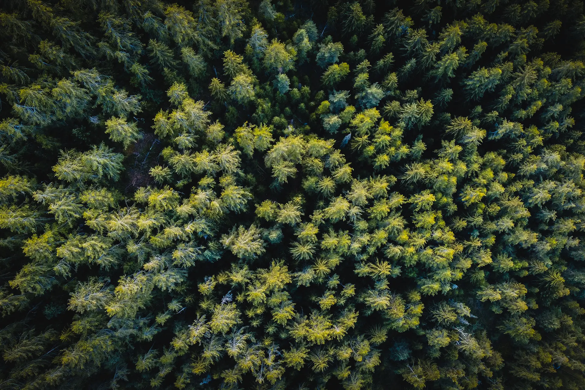 Table ronde autour de la forêt et du bois en Ubaye