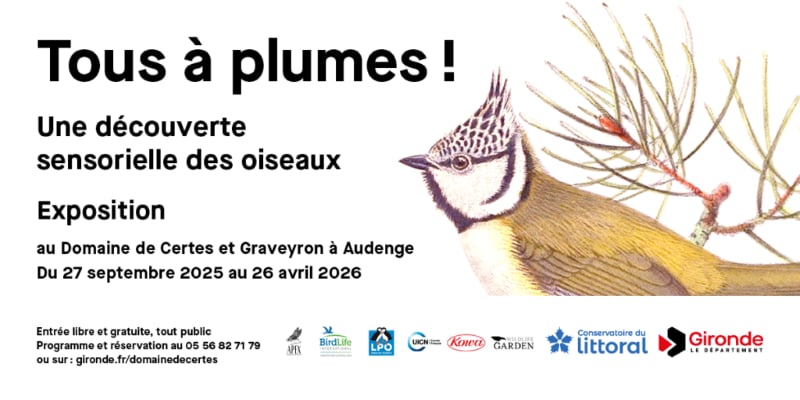 Exposition : Tous à plumes