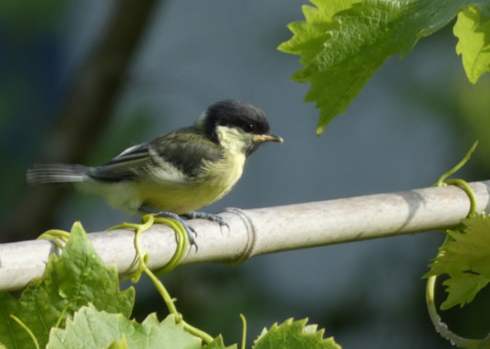Portes ouvertes Fronsac - Canon Fronsac - la balade guidée naturalise "Forêt, prête moi tes arbres, je sèmerai tes graines"