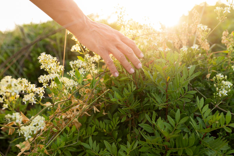 Rendez-vous aux Jardins : à la découverte des plantes médicinales