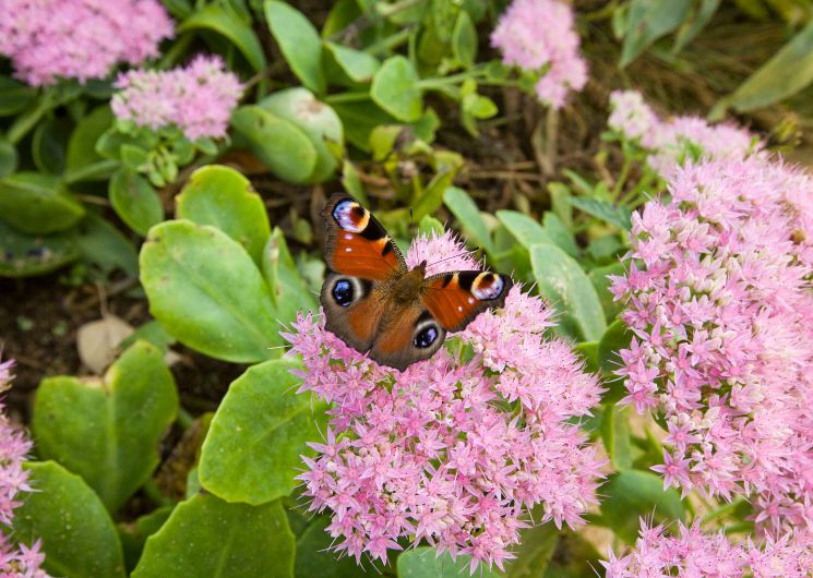 UN ÉTÉ AVEC LE PARC : LE VOL DES PAPILLONS