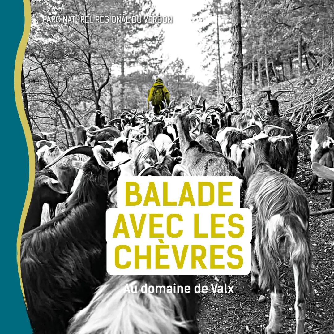 Se balader avec les chèvres au petit matin
