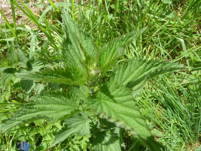 Repas à théme - Repas fleuri et sauvage