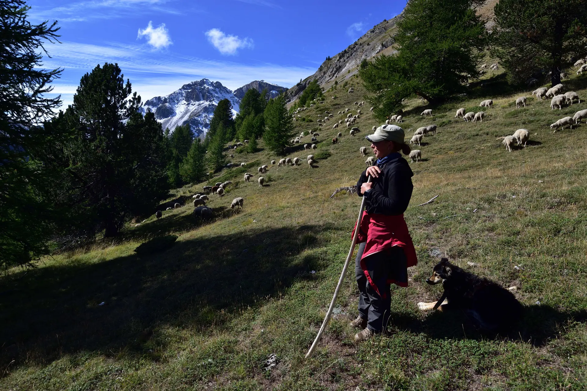 Sortie Parc - Être berger aujourd'hui