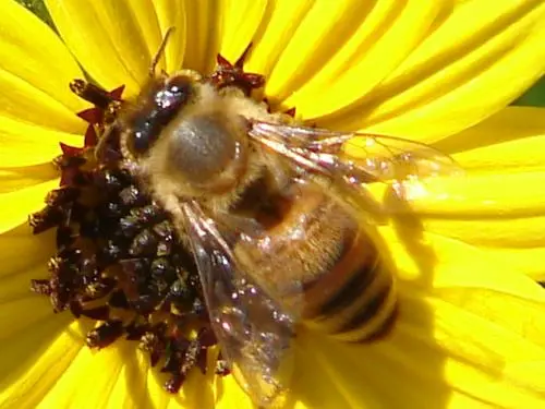 Visite découverte :  apiculteur d'un jour