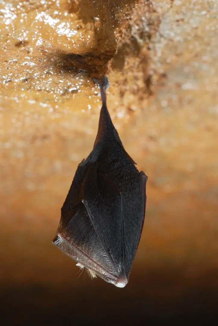 Rencontre avec les chauves-souris de Bandol
