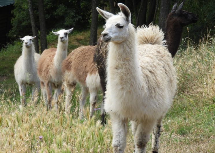 Visite en plein air « La ferme des Lamas »
