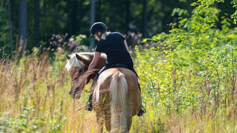 Balade à poney ou à cheval
