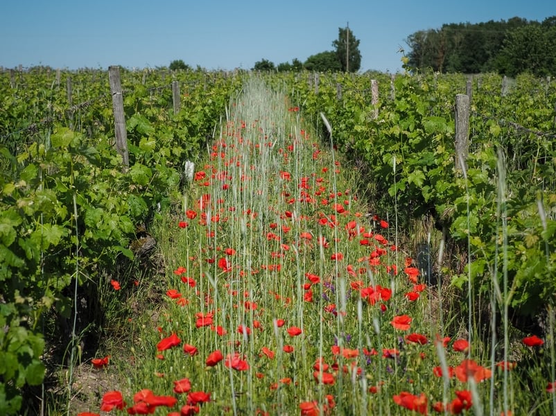 Dans les pas du vigneron au Domaine de la Chevalerie