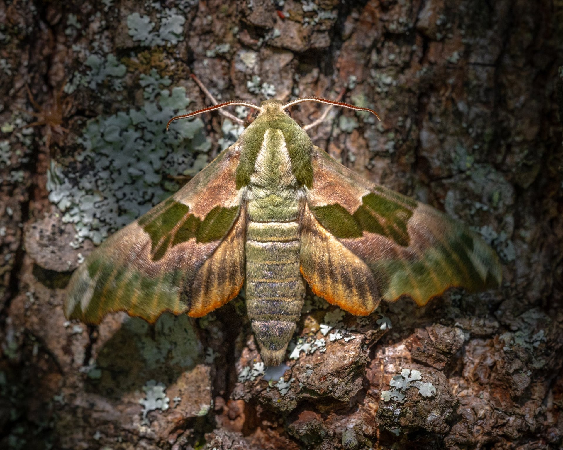 Inventaire participatif - Papillons de nuit