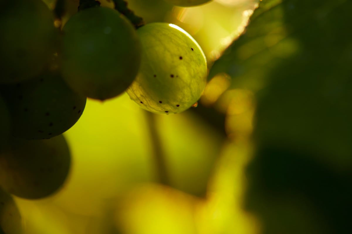 Vignoble des Verdots | Rencontre avec le vigneron