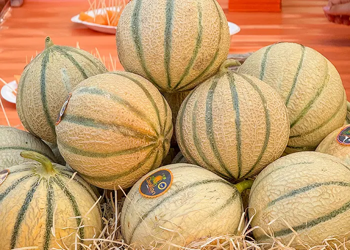 Conférence : Le melon se la raconte