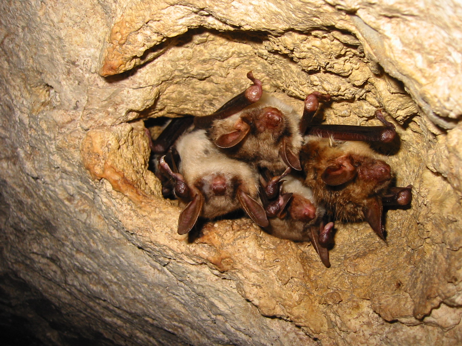 Fabrication de nichoirs à chauves-souris