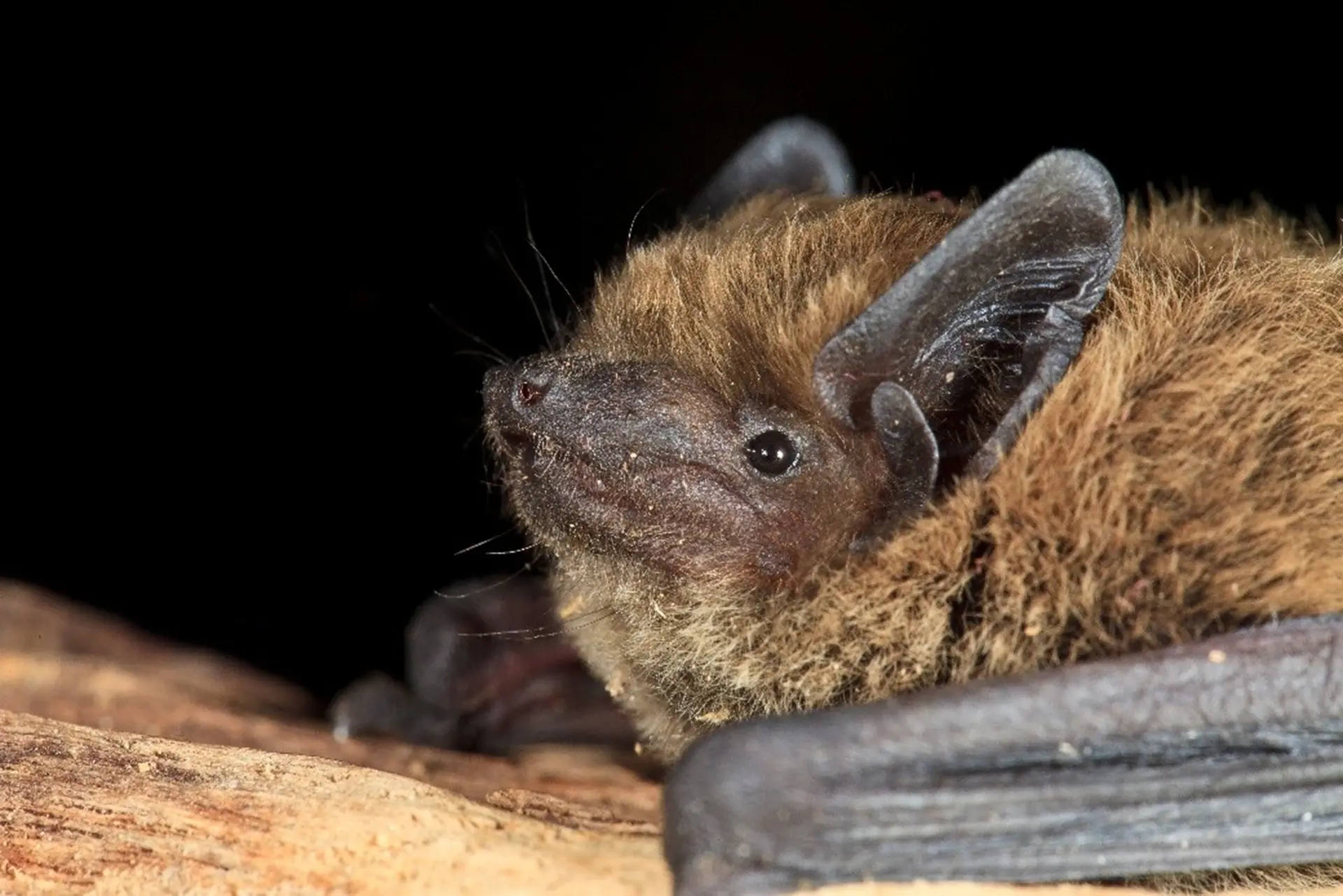 Les ailes de la nuit : à la rencontre des chauves-souris au Domaine de La Bégude