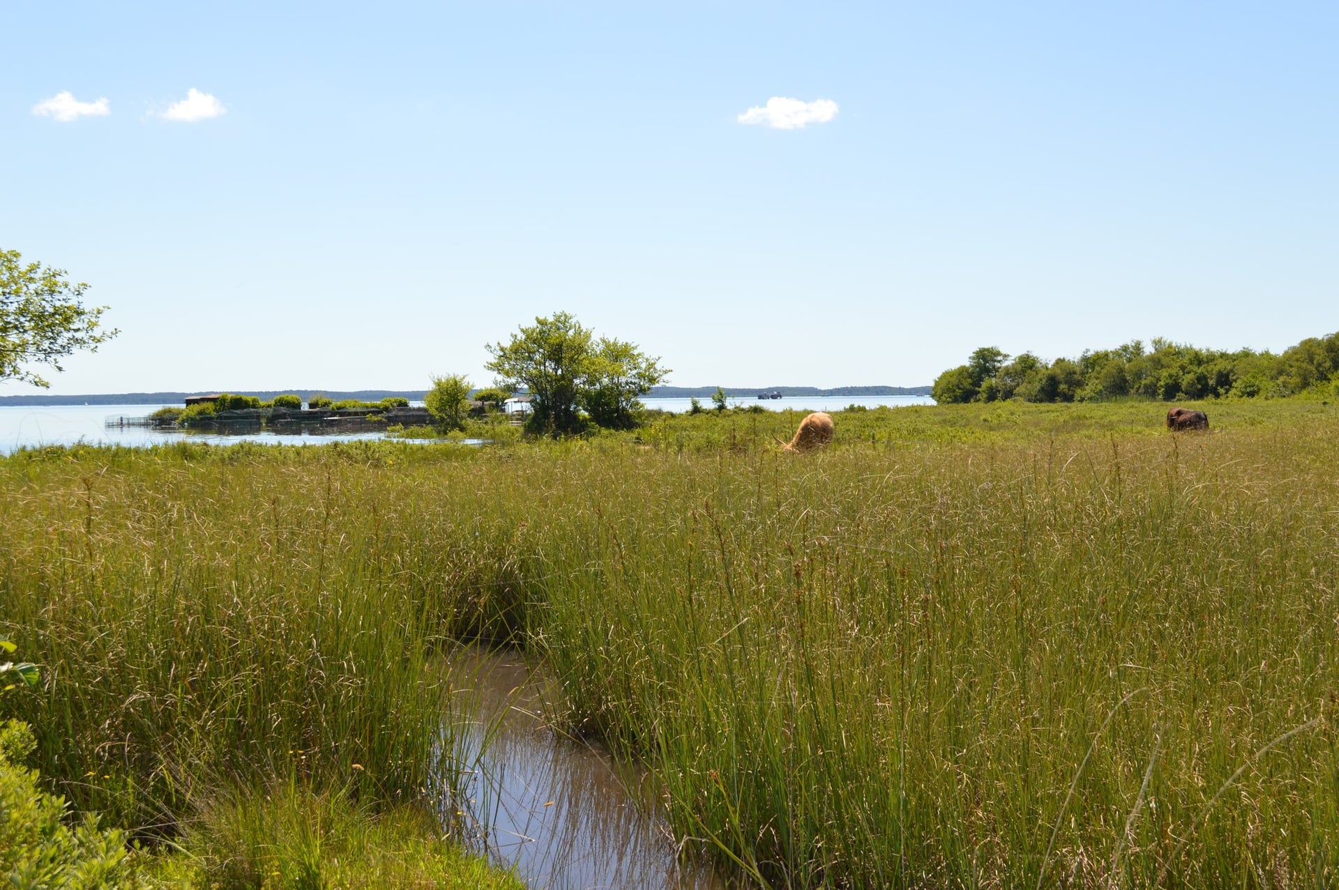 Découverte des prairies au bord du lac de Parentis