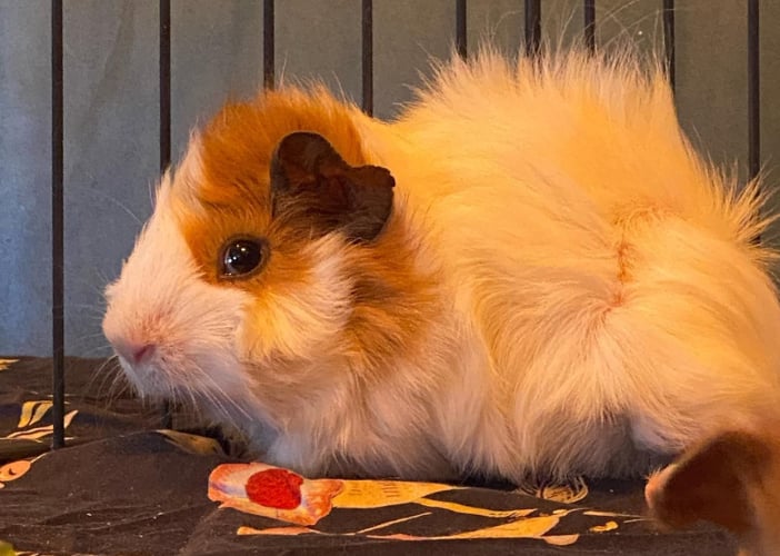 Atelier des p'tits curieux : "Immersion à la ferme : Une palette de couleur pour les lapins et cochons d'Inde!!"