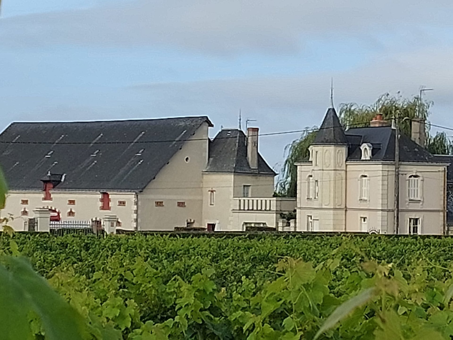 Bourgueil et entrecôte au Domaine des Mailloches