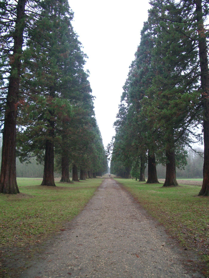 Mythes & légendes des arbres de la forêt