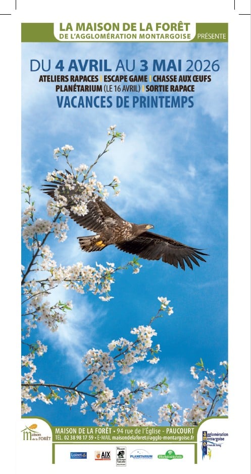 Atelier créatif – Cerf-volant rapace