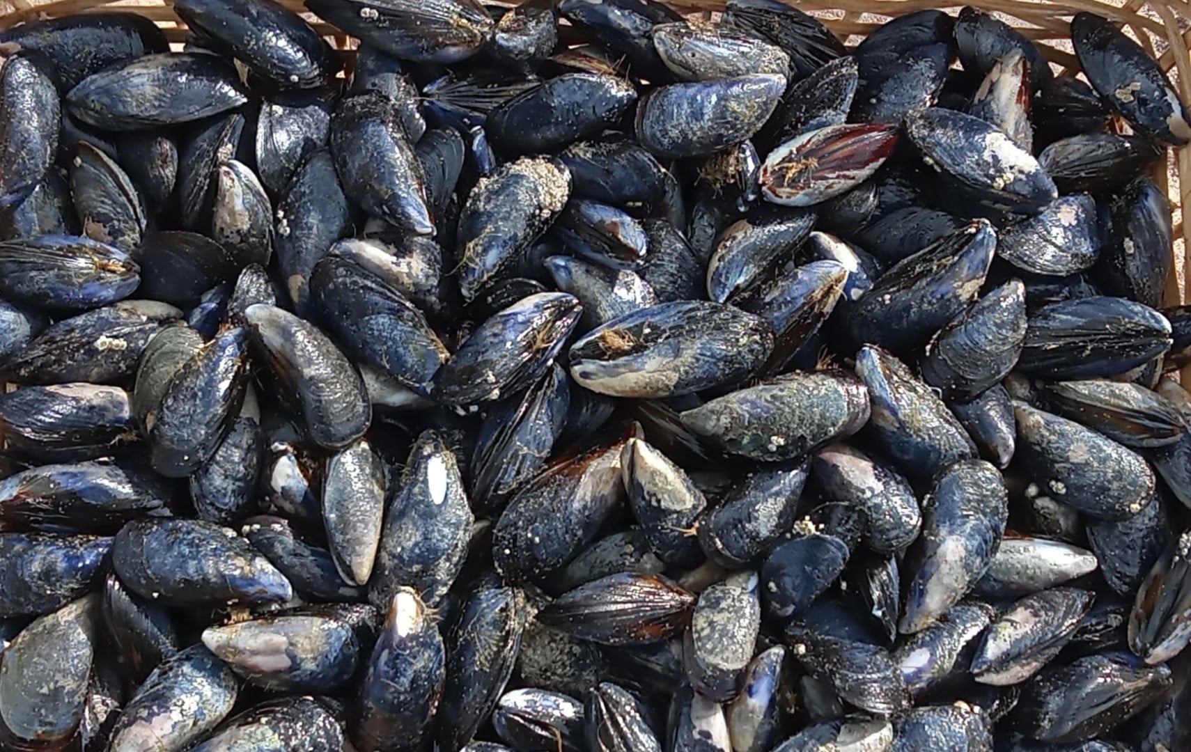 Sortie Nature avec Monsieur Jean- « Moules sauvages du phare Ouest »
