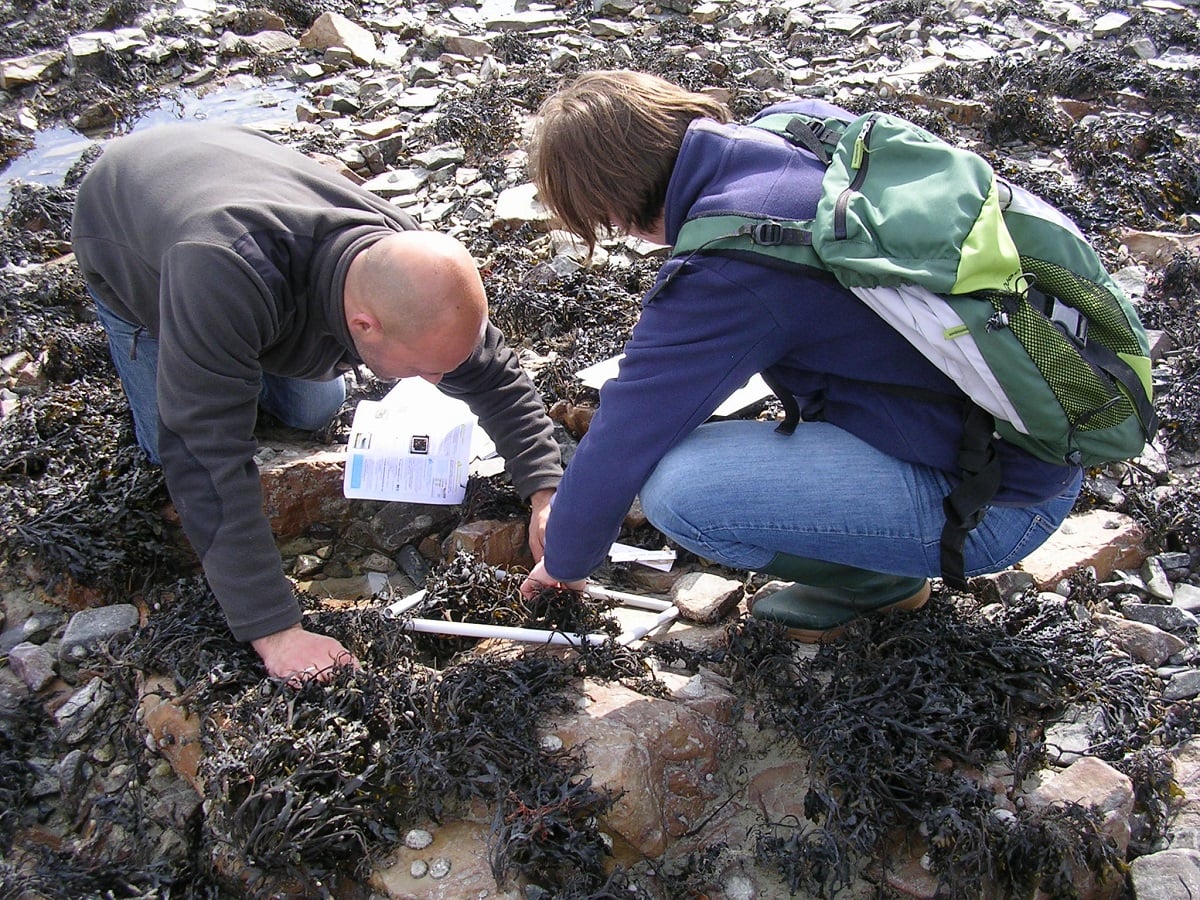 Algues et bigorneaux