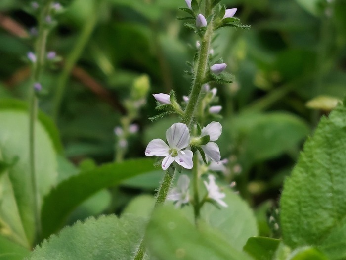 Découverte de la biodiversité du bois de Célie