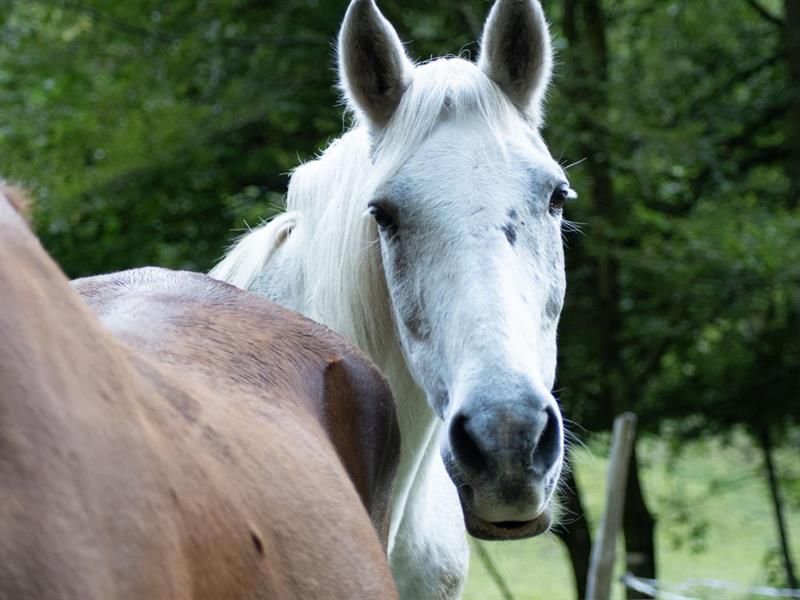Fête du cheval à Équivallée