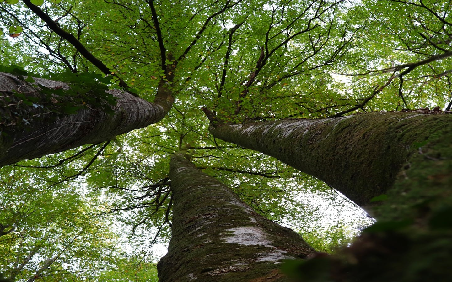 Randonnée accompagnée avec Ramondia : Promenons-nous dans les bois