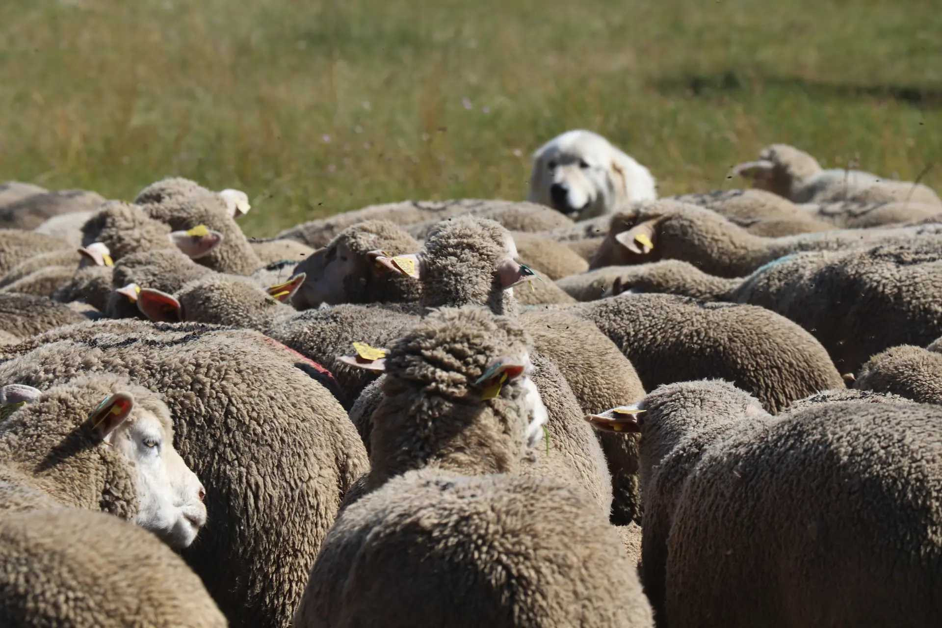 Médiation pastorale : stand de sensibilisation sur le marché de l'Argentière-La Bessée