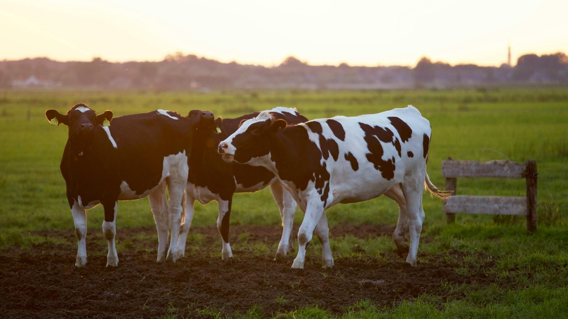 Découverte d'une exploitation de vaches laitières