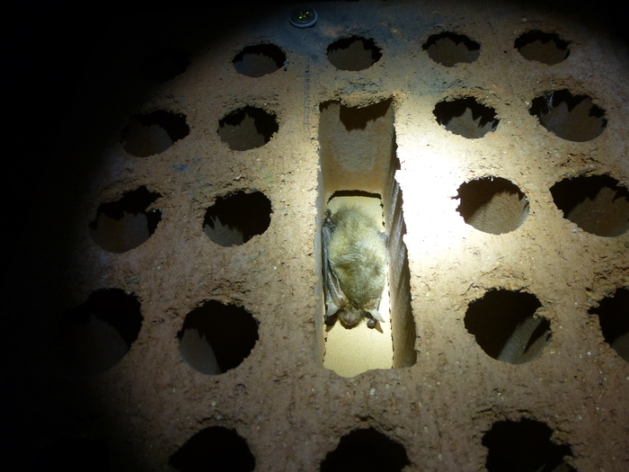 Nuit de la Chauve-souris