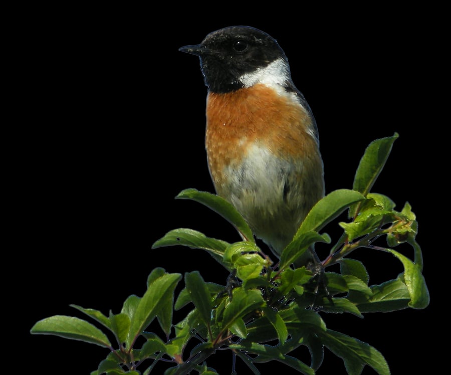 Observation des oiseaux de la zone humide du site de Courpain