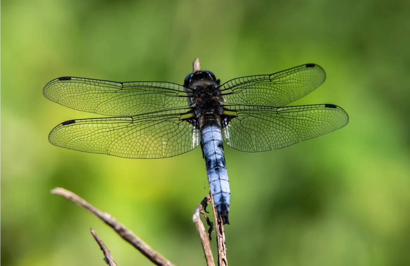 Balade et découverte naturaliste
