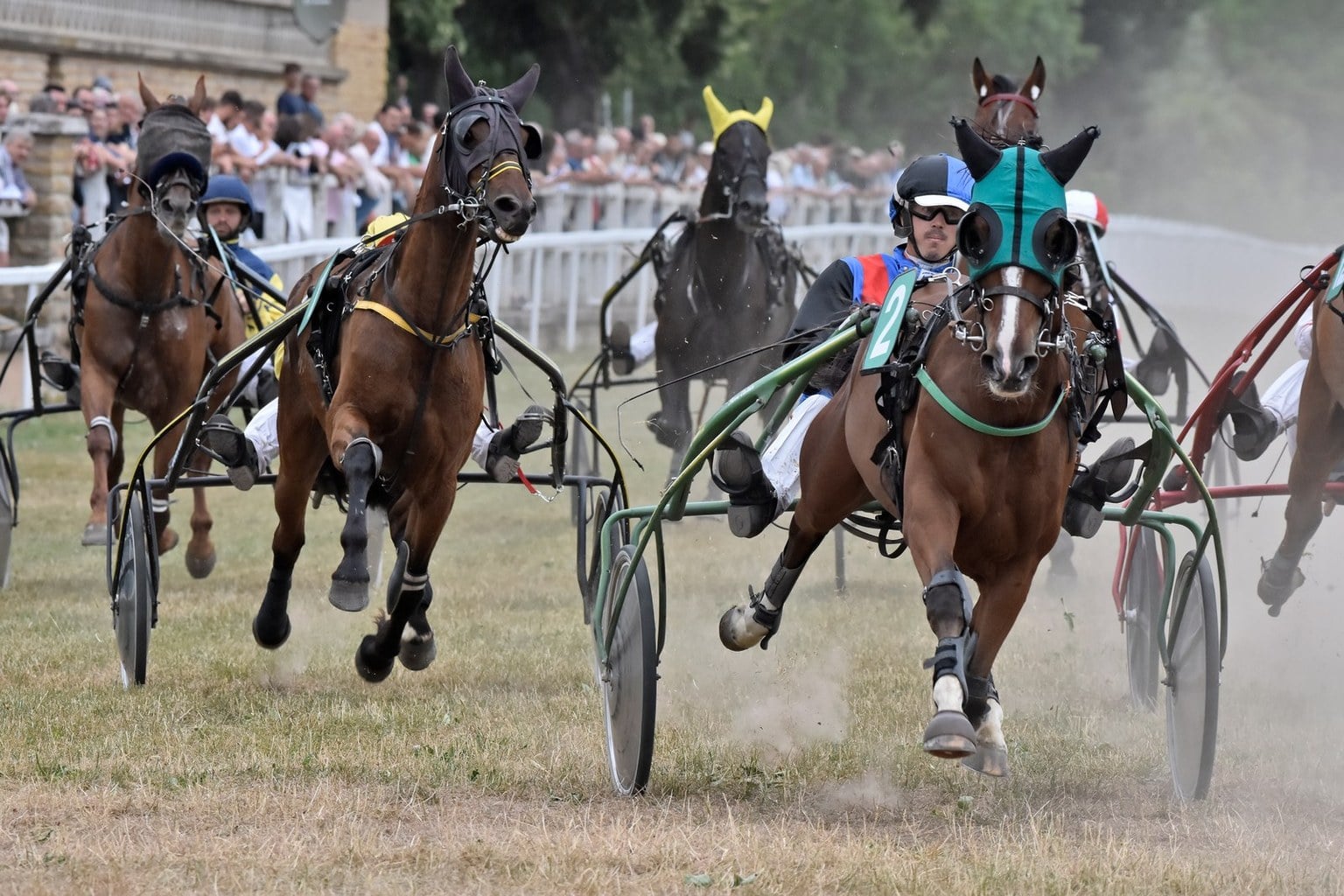 Courses hippiques - Trot
