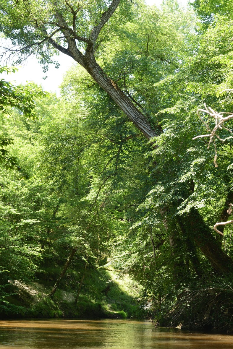 Exposition de Christophe Delaleau - "Hêtre au monde"