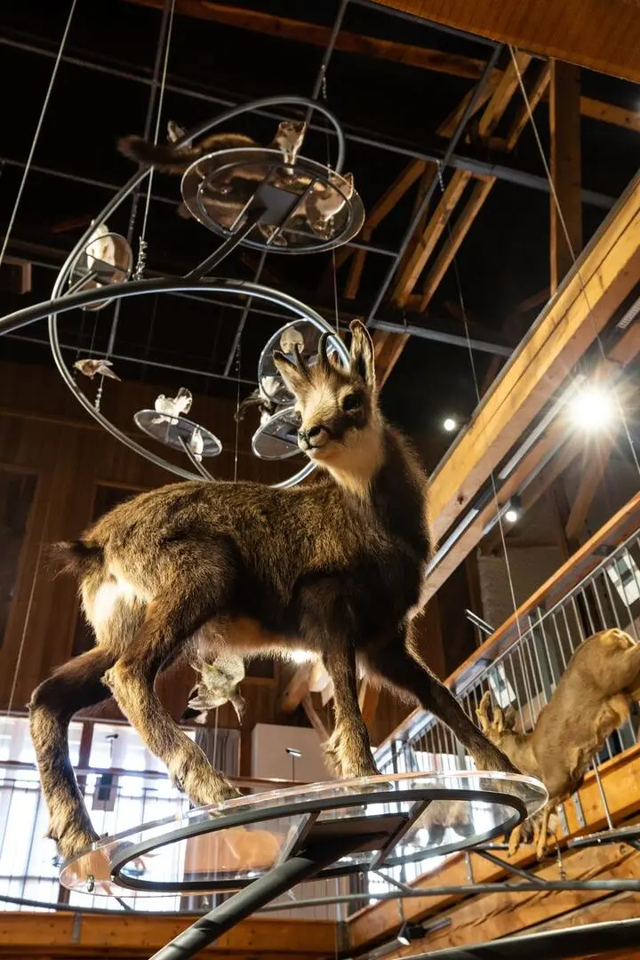 Jeu indices de présence - Parc Naturel Régional du Queyras