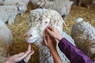 Visite et Atelier nourrissage