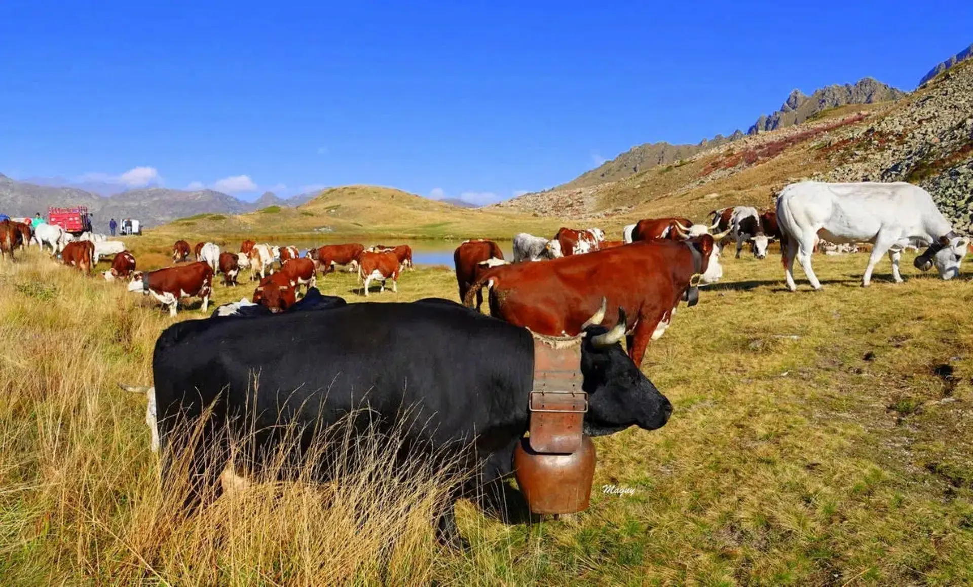 Transhumance sans frontière