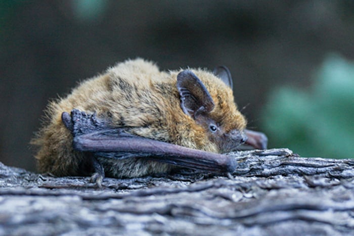 Sortie chauves-souris