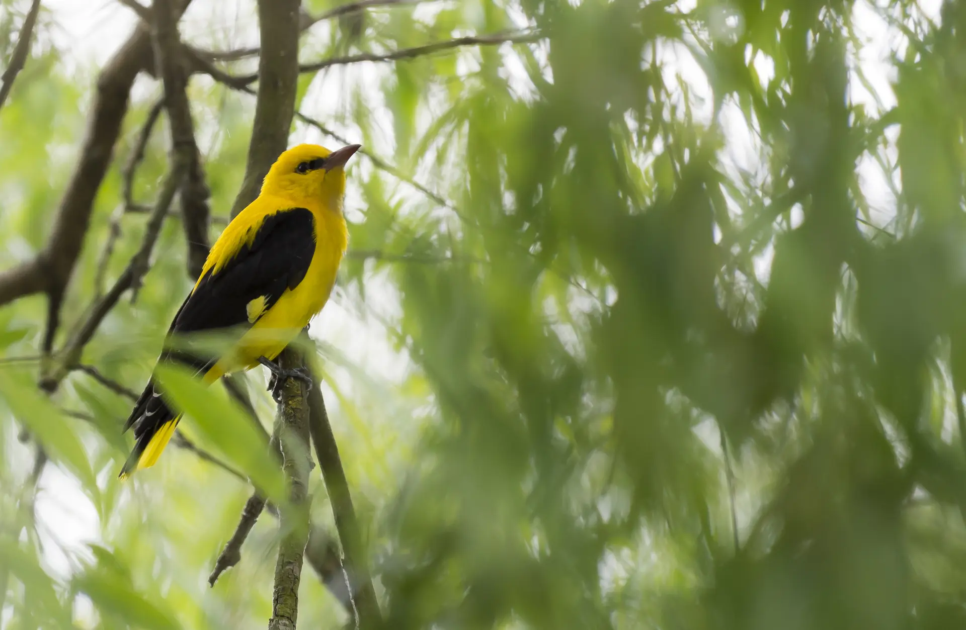 Balade et découverte naturaliste