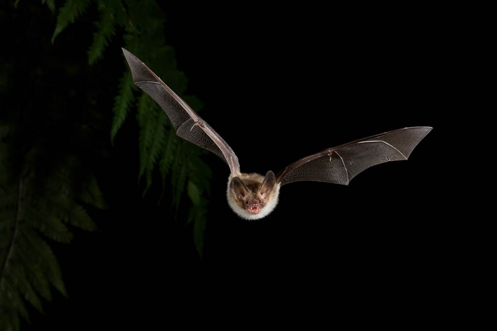 Quand la nuit s’anime : à la rencontre des chauves-souris