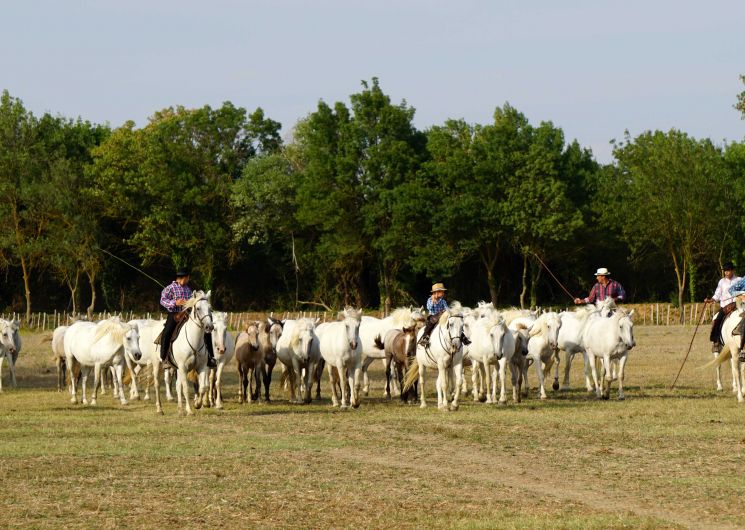 A la rencontre du cheval Camargue