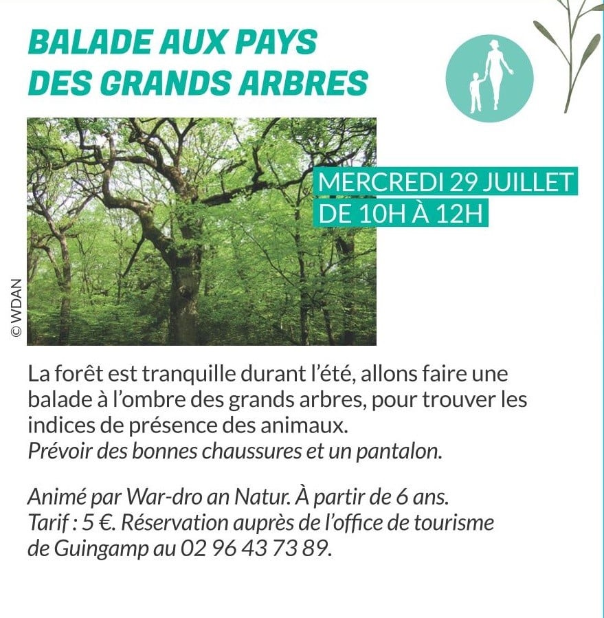 Balade aux pays des grands arbres