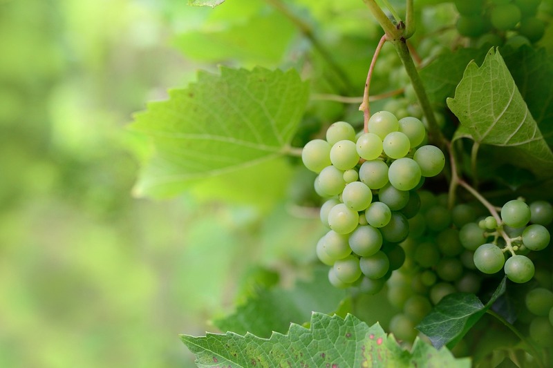 Afterwork aux Vignobles Reynaud